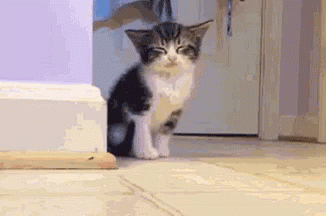 1621041493211.gif