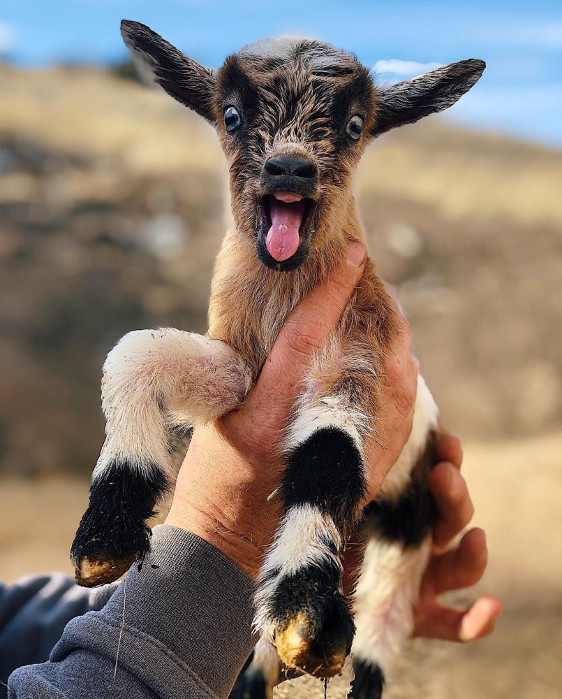 Crazy goat.jpg