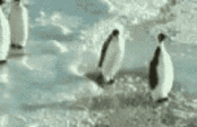 tenor (1).gif