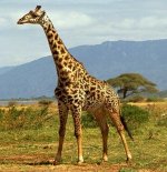 girak089.jpg