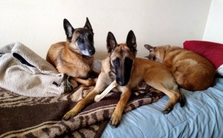 dogs 2.jpg