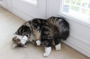 CATS Cute Spooky.JPG