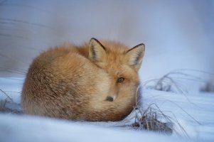 08A21548-63EB-448C-9144-E51FF8F7C4CC.jpeg