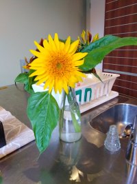 Sunflower masterpiece.jpg