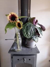 sunflower on fire.jpg