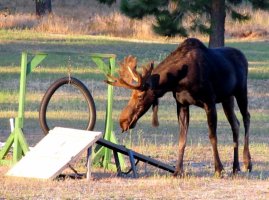 moose agility.jpg