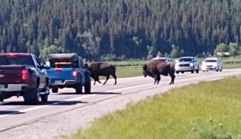z fuzzy cows.jpg z fuzzy cows.jpg