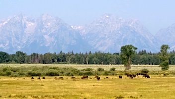 a cow.jpg a cow.jpg
