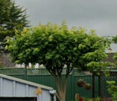 Maple Tree.jpg Maple Tree.jpg