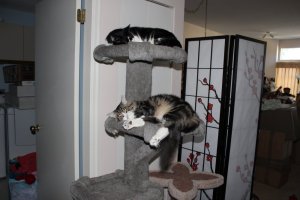 Sharing the tree.JPG