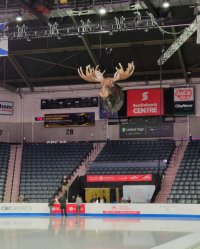 moose head.jpeg