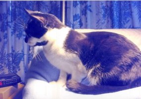 Sylvia watching hockey on TV.jpg