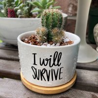 cactus.jpg cactus.jpg
