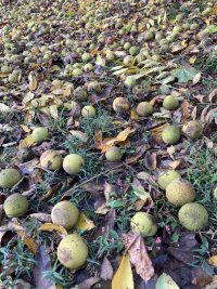 IMG_2816.jpeg IMG_2816.jpeg