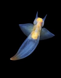 sea-angel-ss_ss2556474.jpg