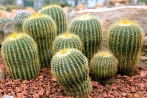 cacti men.jpg cacti men.jpg