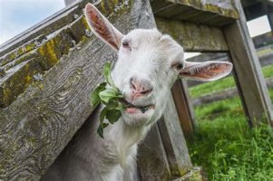 eating goat.jpg eating goat.jpg