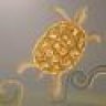 Terrapin