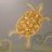 Terrapin
