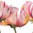 nervosa