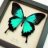 Machaon