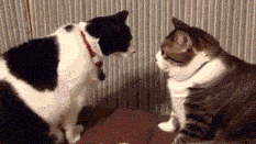 tumblr_nwr9faEW0Q1terwlso1_250.gif