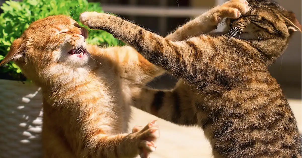 catfight.png
